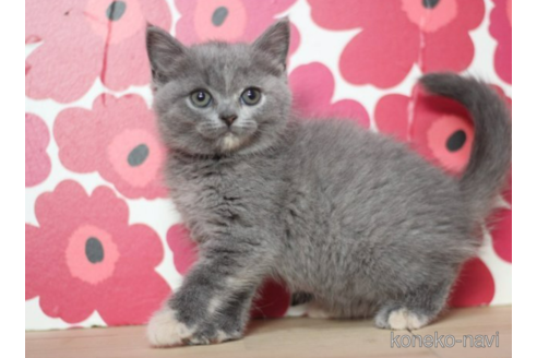 成約済の東京都のスコティッシュフォールド-71212の3枚目